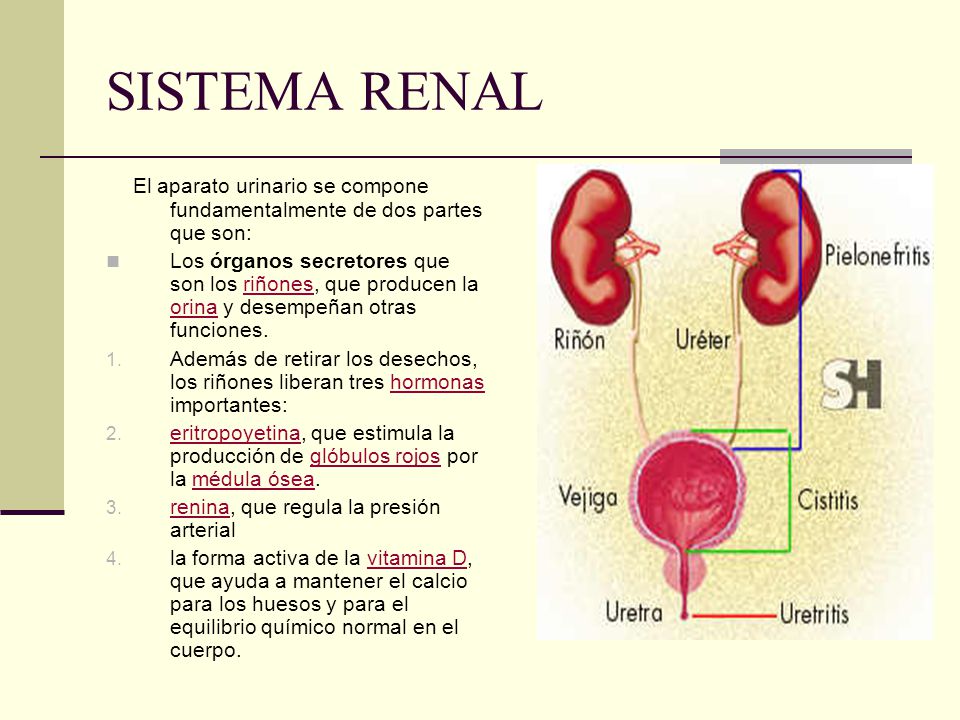 cuales son los organos que componen el aparato urinario